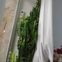 گل زیبا با گلدانش ارتفاعش بالای یکونیم متر