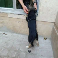 توله سگ ژرمن شپر