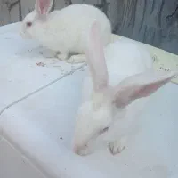 خرگوش