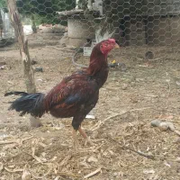 خروس اوشامو