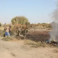 زمین-باغی-بااستخر-وآب-دایم-ودرخت-انگور