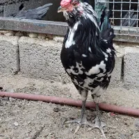 خروس ونیمچه خروس گلین جوجه چندروزه