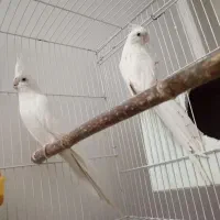 20جفت عروس هلندی تضمینی