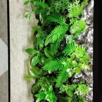 آکواریوم پلنت