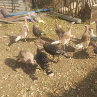 بوقلمون  ماده بوربون برنز