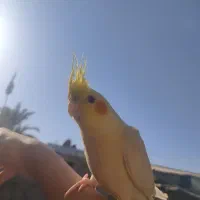 عروس هلندی گمشده|پرنده|چمران, |دیوار