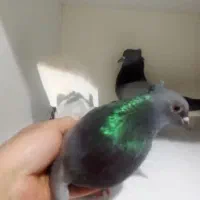 چند عدد کفتر پرشی