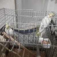 عروس هلندی سه عدد نر ویک ماده|پرنده|ری, حمزه‌آباد|دیوار