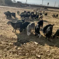 ۴۸راس بز ۸راس زایده ۴راس تیشتر نر|حیوانات مزرعه|ایذه, |دیوار