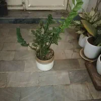 گل های آپارتمانی|گل و گیاه طبیعی|تبریز, |دیوار