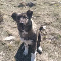 توله ۵ ماهه کمیاب از نژاد تخماق|سگ|مشگین شهر, |دیوار