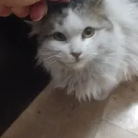 واگذاری کاملا رایگان بچه گربه DLH مودب|گربه|تهران, زرگنده|دیوار