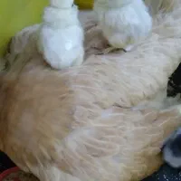 سلطان .زینتی.تخم .نطفه دار.مرغ|حیوانات مزرعه|قم, نوبهار|دیوار