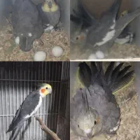 جفت عروس هلندی سخنگو