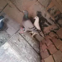 جفت کبوتر