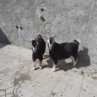 بزغاله نرفروشی