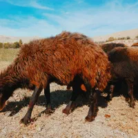 شیشک قوچ همو افشاری اصیل آماده واگذاری