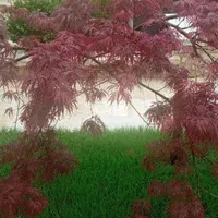 اجرای فضای سبز،روف گاردن،ودیوار سبز