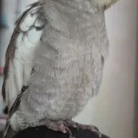 عروس هلندی گمشده|حیوانات|شیراز, بعثت|دیوار