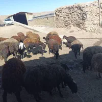 شیشک های بره دار