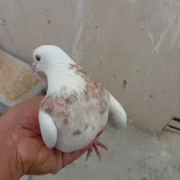 کبوتر رنگی|پرنده|قم, هنرستان|دیوار