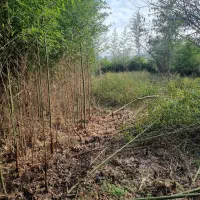 فروش نی خیزران لوله خیزران