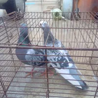 دوعدمگسی شاپرک سفید