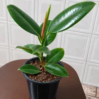 فقط دونه ای ۳۰۰ت