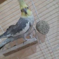عروس هلندی سخن گو
