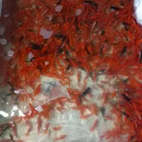 ماهی قرمز عید|ماهی|گنبد کاووس, |دیوار