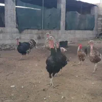 بوقلمون نر و ماده