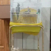 عروس هلندی|پرنده|فارسان, |دیوار