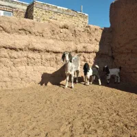 بز زاییده دوقلو|حیوانات مزرعه|بجستان, |دیوار