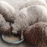 بره نر|حیوانات مزرعه|خرمشهر, |دیوار