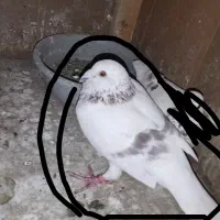 کبوتر گمشده