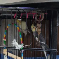 عروس هلندی ،طوطی،پرنده زینتی