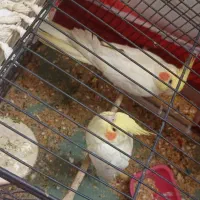 عروس هلندی با تخم