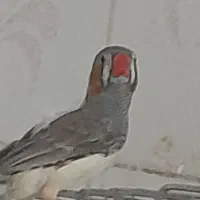 فنچ عوض مرغ عشق