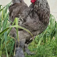 ارائه جوجه برهما وارداتی در رنگ های متنوع|حیوانات مزرعه|قائم‌شهر, |دیوار