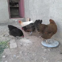 7 عدد مرغ