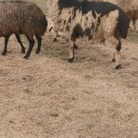 گوسفند|حیوانات مزرعه|هرسین, |دیوار