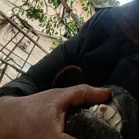 گوسفند جوان|حیوانات مزرعه|ساری, |دیوار