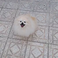 سگ پامر خرسی