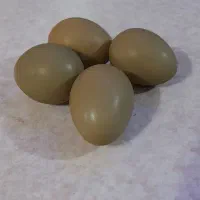 تخم آمریکایی و پاکستانی