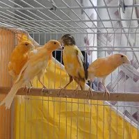 جوجه قناری یکسرجیبرپرتقالی کشیده وقلمدار
