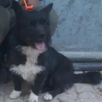 سگ نر خارجی هم تا نداره بسیار خوشگل