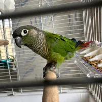 یک جفنت گرینچک|پرنده|سنندج, |دیوار