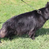 ژرمن بلک ماده