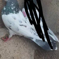 تیدی|کلکسیون و سرگرمی|مسجد سلیمان, |دیوار