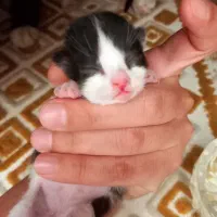 گربه نژاددار رایگان